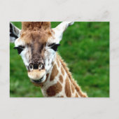 Giraffe Photo Briefkaart (Voorkant)