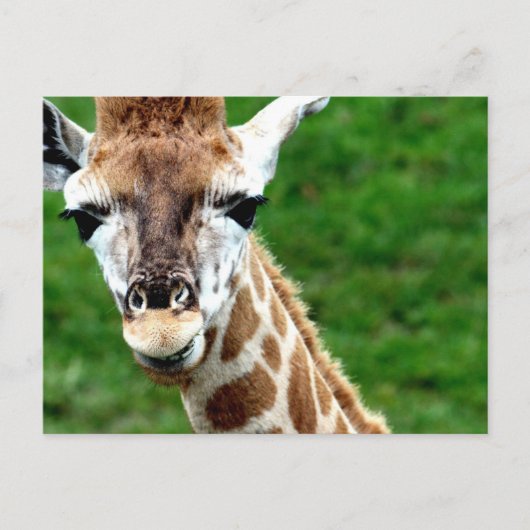 Giraffe Photo Briefkaart (Voorkant)