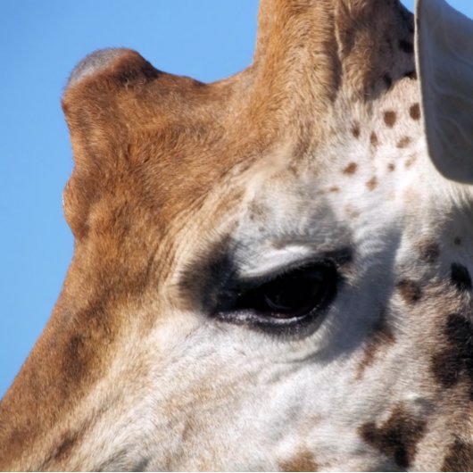 GIRAFFE    PICKLEBALL PADDLE