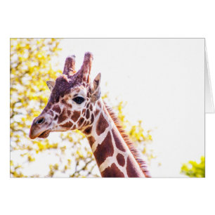 Giraffe Portrait