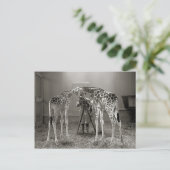Giraffe Portrait, 1926 Briefkaart (Staand voorkant)