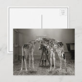 Giraffe Portrait, 1926 Briefkaart (Voorkant / Achterkant)