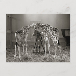Giraffe Portrait, 1926 Briefkaart