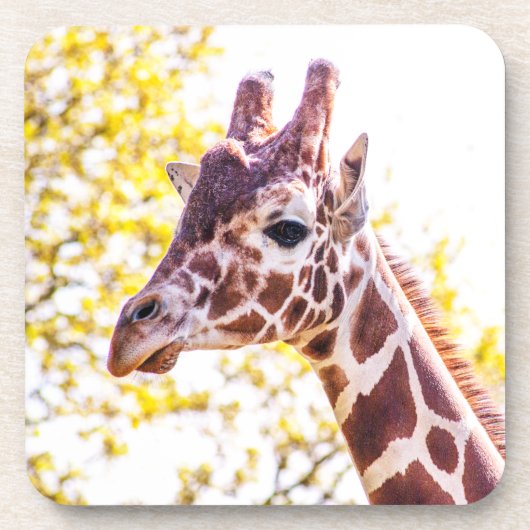 Giraffe Portrait Bier Onderzetter (Voorkant)