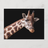 Giraffe Portrait Briefkaart (Voorkant)