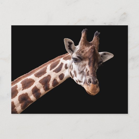 Giraffe Portrait Briefkaart (Voorkant)