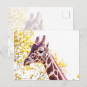 Giraffe Portrait Briefkaart (Voorkant / Achterkant)