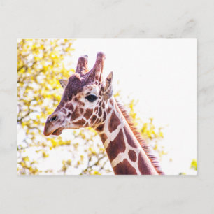 Giraffe Portrait Briefkaart
