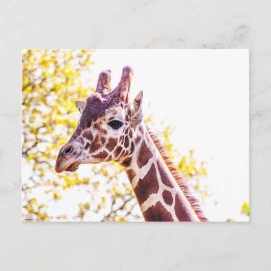 Giraffe Portrait Briefkaart (Voorkant)