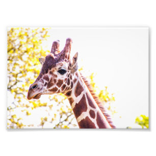 Giraffe Portrait Foto Afdruk