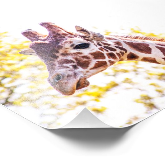 Giraffe Portrait Foto Afdruk (Hoek)