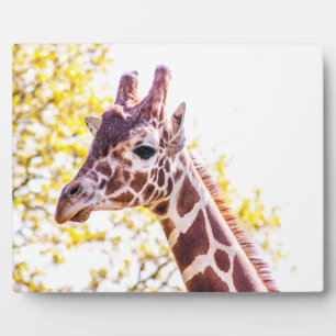 Giraffe Portrait Fotoplaat