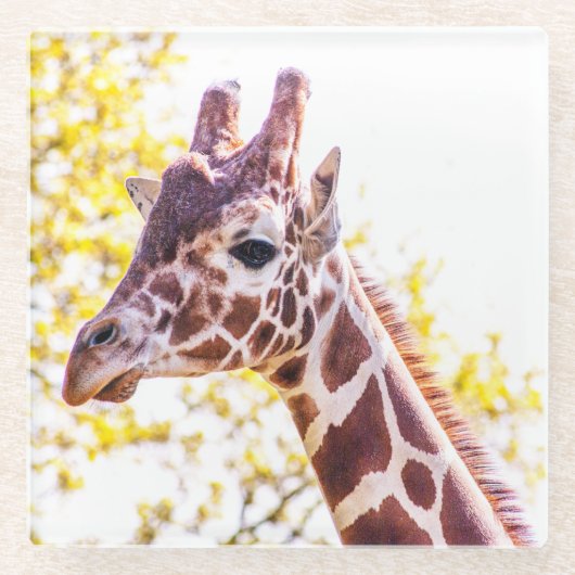 Giraffe Portrait Glazen Onderzetter (Voorkant)