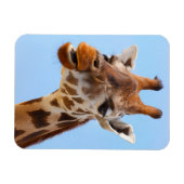 Giraffe Portrait magnet Magneet (Horizontaal)