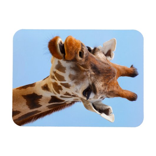 Giraffe Portrait magnet Magneet (Horizontaal)