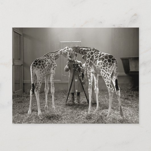 Giraffe Portret, 1926 Briefkaart (Voorkant)