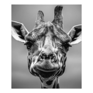 Giraffe portret in Monotone Foto Afdruk