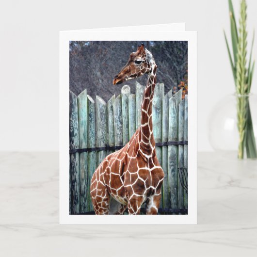 Giraffe Portret Kaart (Voorkant)