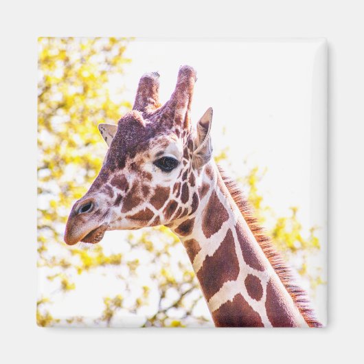Giraffe Portret Magneet (Voorkant)
