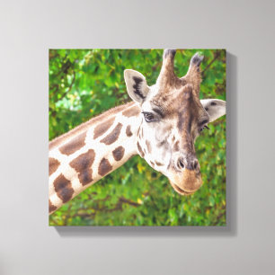 Giraffe portret - omcirkeld Canvas Afdruk