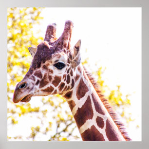 Giraffe Portret Poster