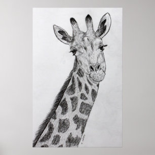 Giraffe Portret Potcil Schets Tekenkunst Afdrukken Poster