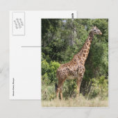 giraffe pose briefkaart (Voorkant / Achterkant)