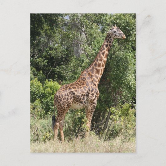 giraffe pose briefkaart (Voorkant)