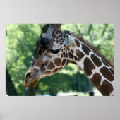 Giraffe Poster (Voorkant)