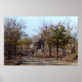 Giraffe Poster (Voorkant)