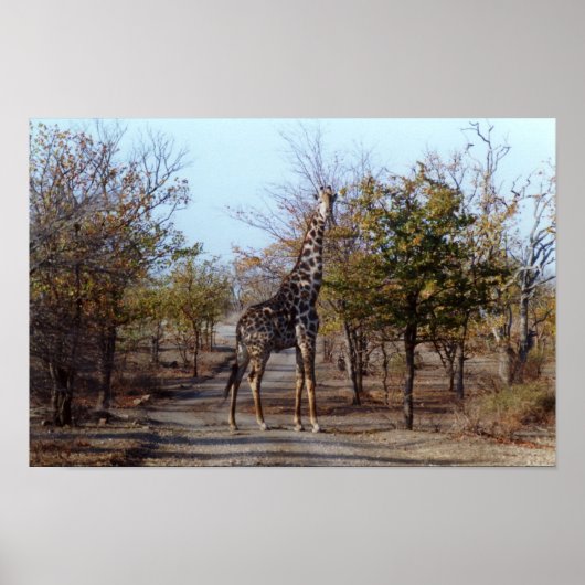 Giraffe Poster (Voorkant)