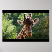Giraffe Poster (Voorkant)