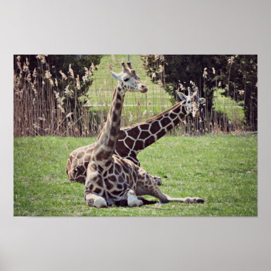 Giraffe Poster (Voorkant)