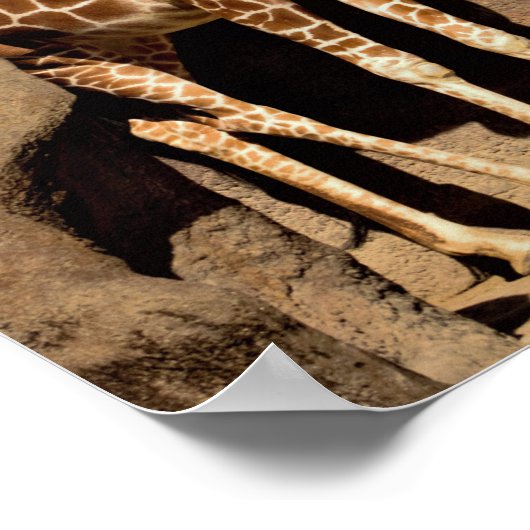 Giraffe Poster (Hoek)