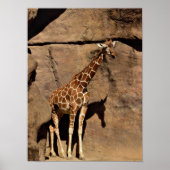 Giraffe Poster (Voorkant)