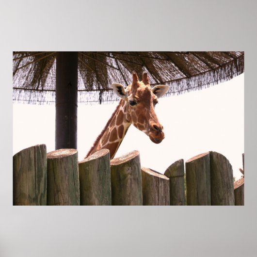 Giraffe Poster (Voorkant)