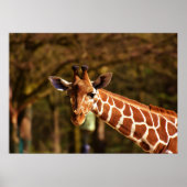 Giraffe Poster (Voorkant)