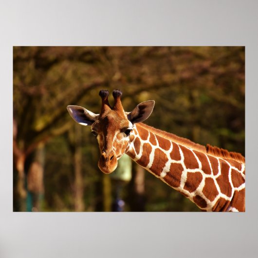 Giraffe Poster (Voorkant)