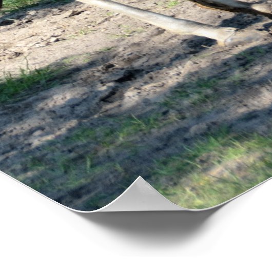 Giraffe Poster (Hoek)