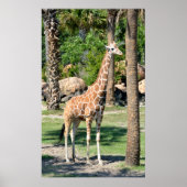 Giraffe Poster (Voorkant)