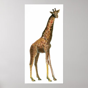 Giraffe Poster