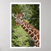 Giraffe Poster (Voorkant)