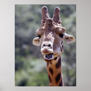 Giraffe Poster