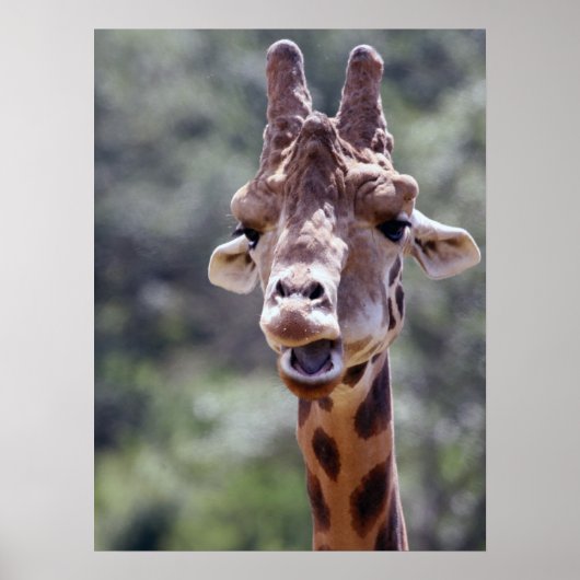 Giraffe Poster (Voorkant)