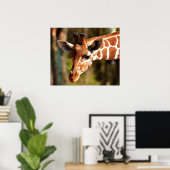 Giraffe Poster - Safari Wildlife Zoo Animals (Thuiskantoor)