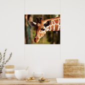 Giraffe Poster - Safari Wildlife Zoo Animals (Keuken)