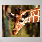 Giraffe Poster - Safari Wildlife Zoo Animals (Voorkant)