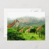 giraffe postkarte briefkaart (Voorkant / Achterkant)