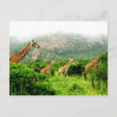 giraffe postkarte briefkaart (Voorkant)