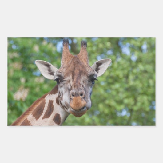 Giraffe Rechthoekige Sticker (Voorkant)